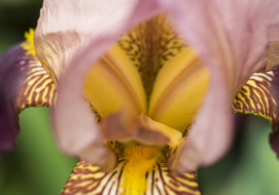 Iris Photograph - Brown Iris Core by Alan Roberts