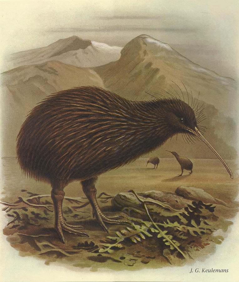 John James Audubon Painting - Brown Kiwi by Dreyer Wildlife Print Collections 