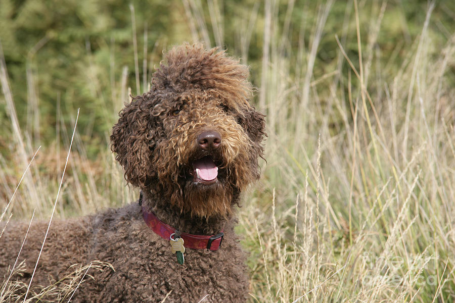 Brown Labradoodle In Field Photograph by John Daniels