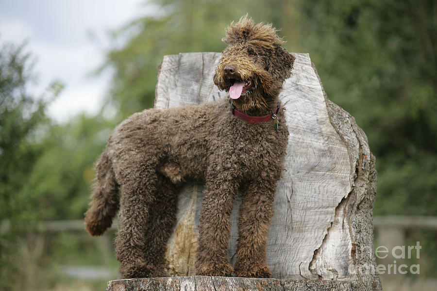 Brown Labradoodle Standing On Tree Stump Photograph by John Daniels
