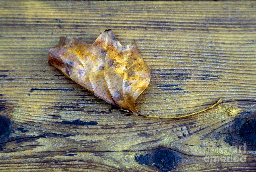 Brown Leaf on Cedar Deck Photograph by William Kuta