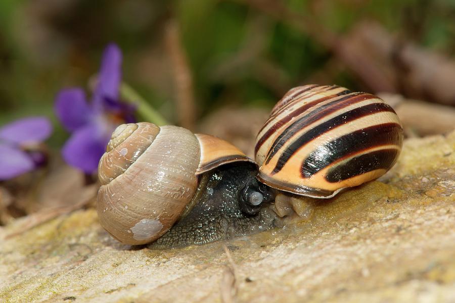 Brown-lipped Snails Mating Photograph by Dr. John Brackenbury