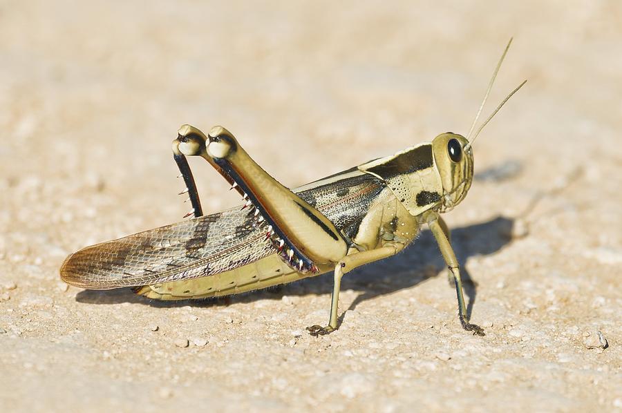 Brown Locust Photograph By Science Photo Library Pixels