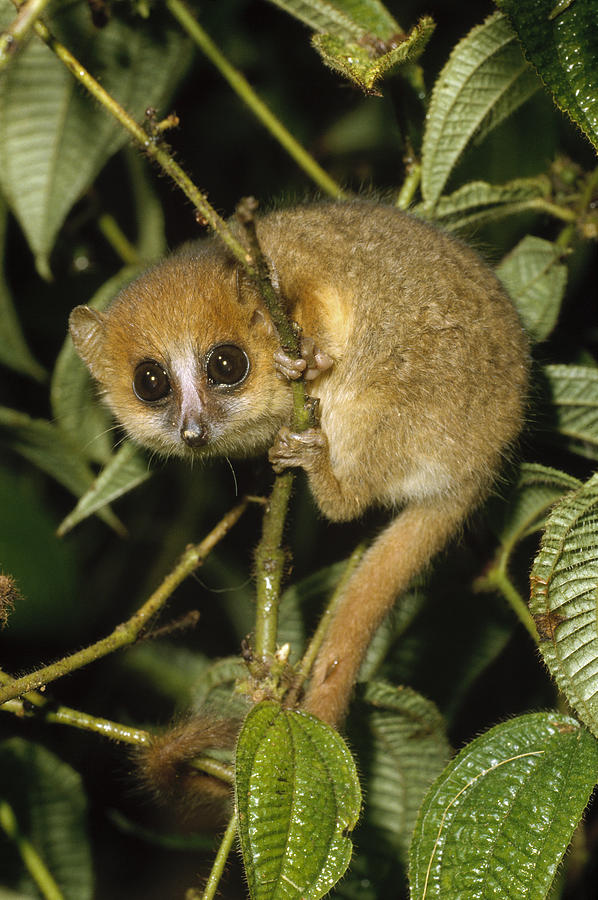 Brown Mouse Lemur  Madagascar Photograph by Konrad Wothe