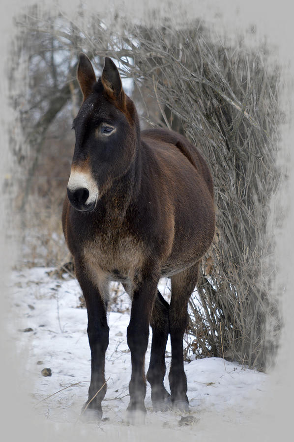 Brown Mule Photograph by Bonfire Photography
