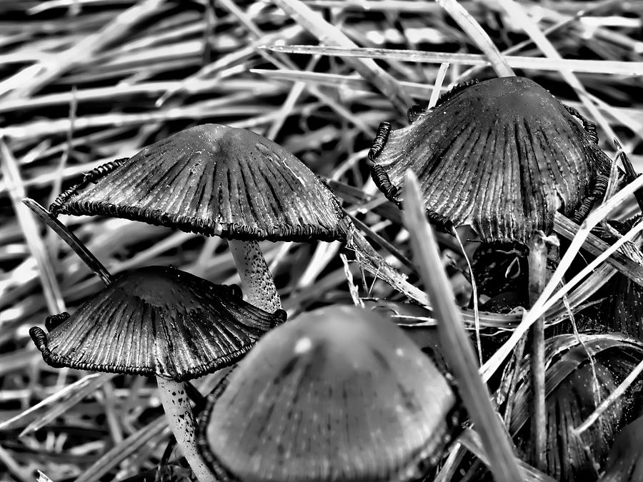 Brown mushroom black and white -in green grass  and a black border on the edge of the hat Photograph by Leif Sohlman