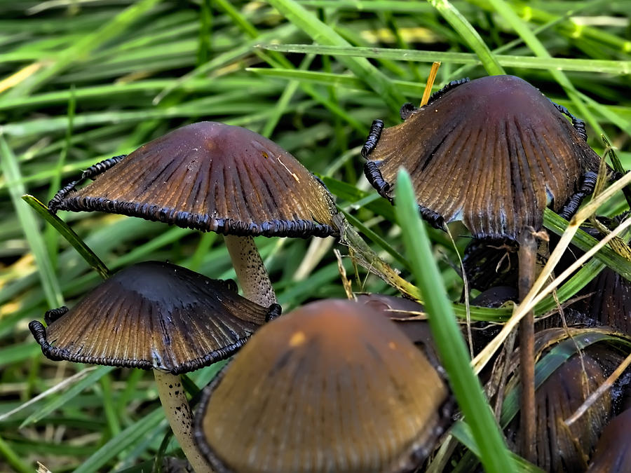 Brown mushroom-in green grass  and a black border on the edge of the hat Photograph by Leif Sohlman
