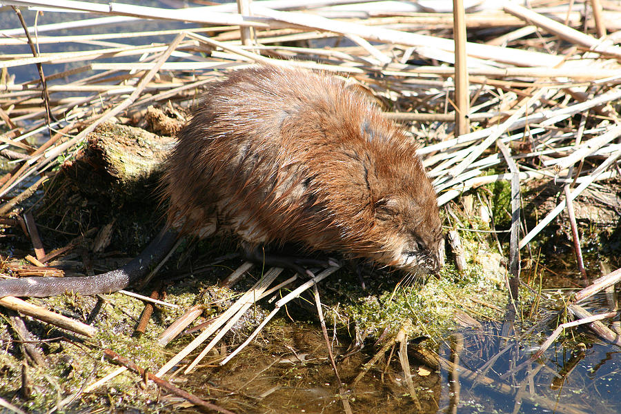 Brown Muskrat in a Marsh Photograph by Robert Hamm - Fine Art America