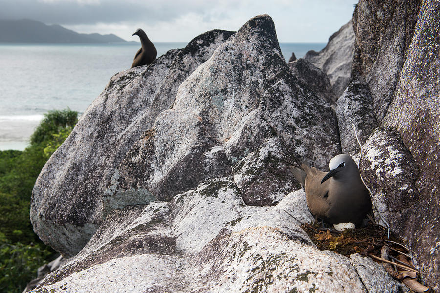 Brown Noddy With Egg On Granite Ledge Photograph by James Warwick