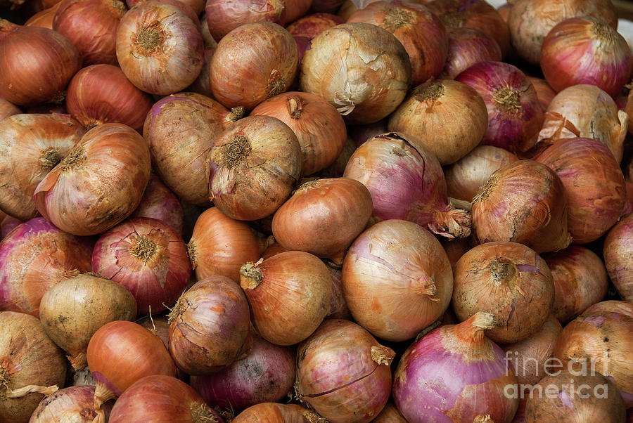 Brown Onions Photograph by Rick Piper Photography