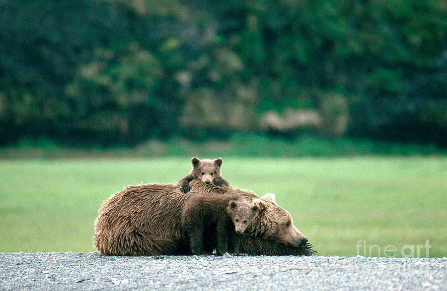 Brown Or Grizzly Bear Photograph by Bruce M Herman
