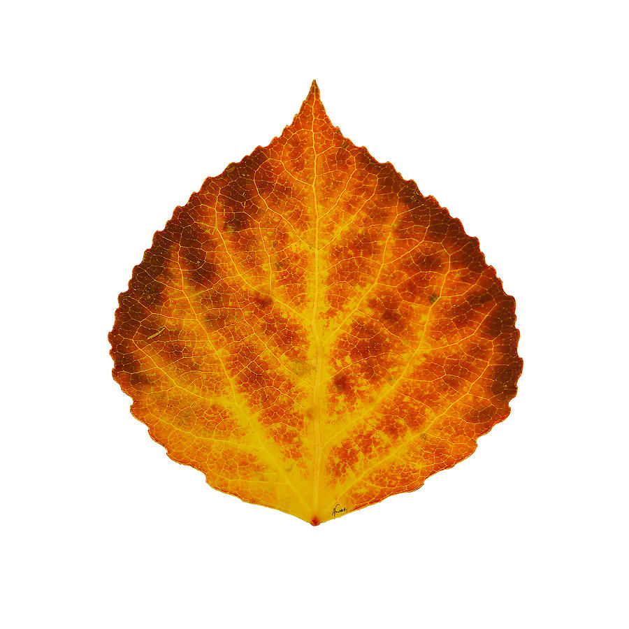Brown Orange and Yellow Aspen Leaf 1 Digital Art by Agustin Goba