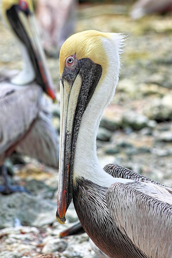 Brown Pelican-6 Photograph by Rudy Umans