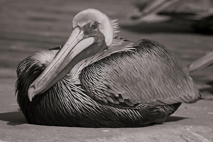 Brown Pelican 2 Photograph by HH Photography of Florida