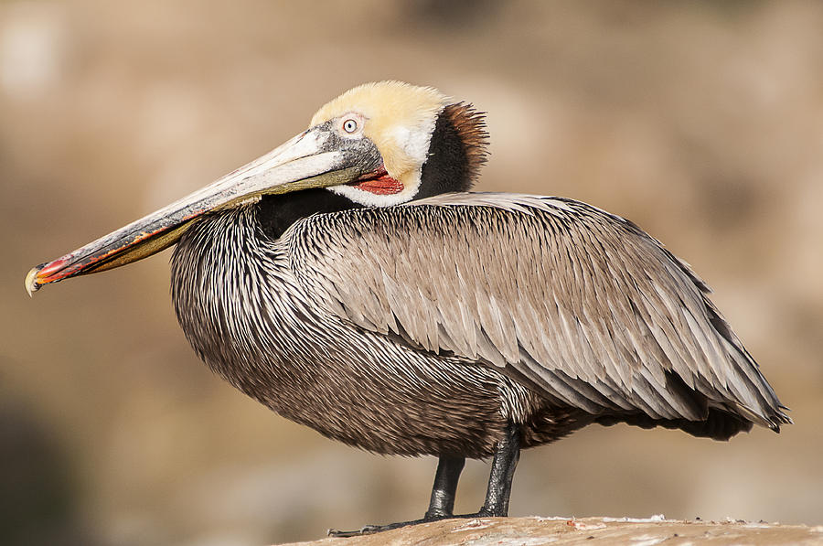 Brown Pelican 2 Photograph by Lee Kirchhevel