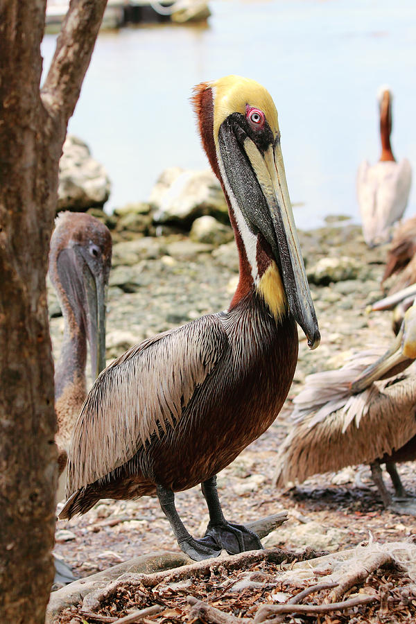 Brown Pelican -5 Photograph by Rudy Umans