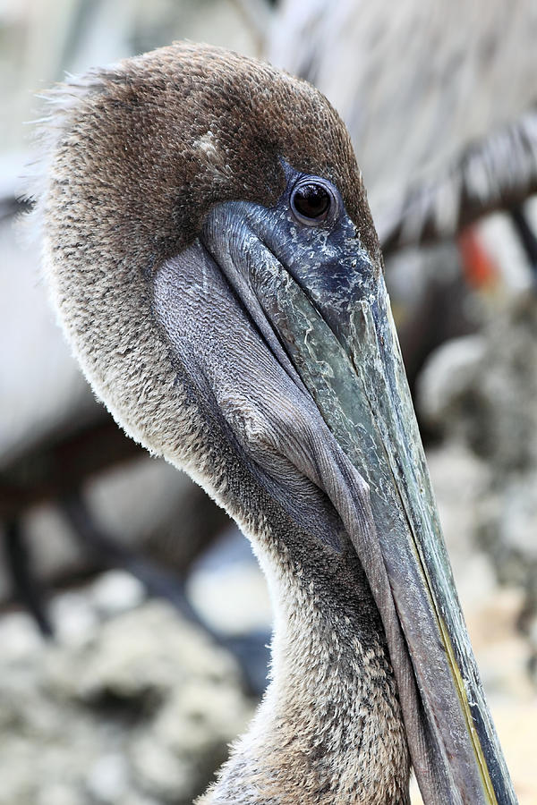 Brown Pelican 4 Photograph by Rudy Umans