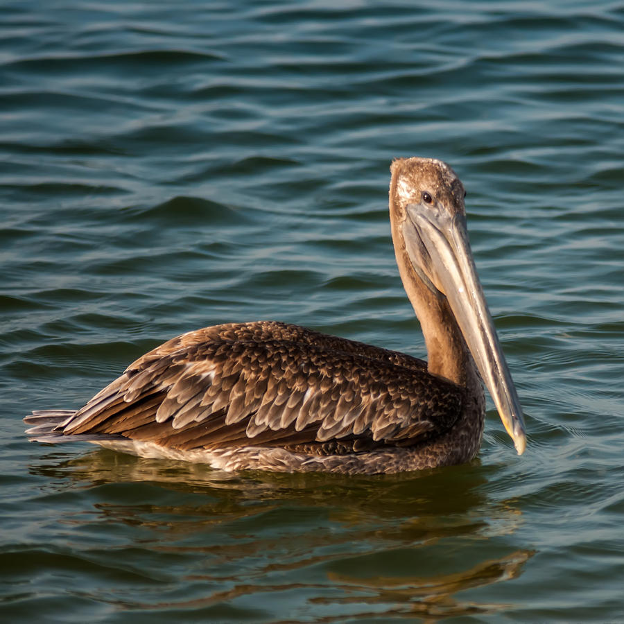 Brown Pelican Photograph by Alex Grichenko