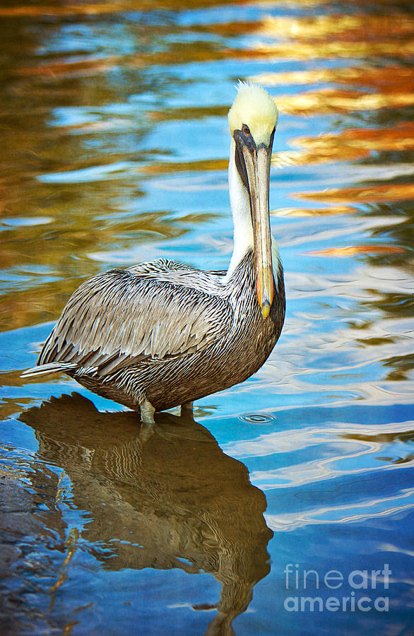 Pelican Photograph - Brown Pelican along the Bayou by Joan McCool