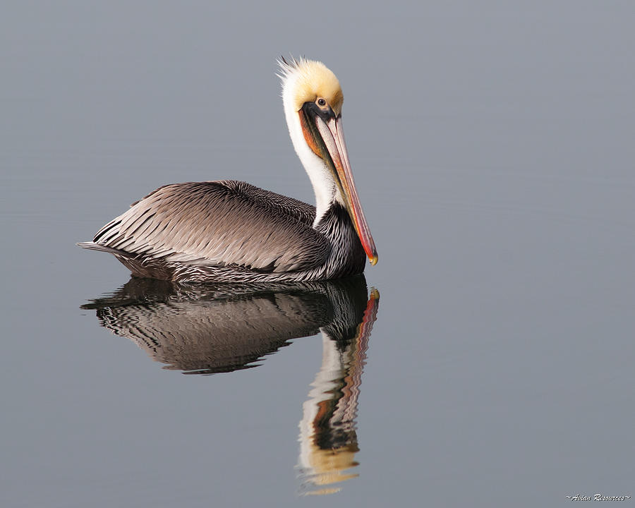 Brown Pelican and Reflection Photograph by Avian Resources