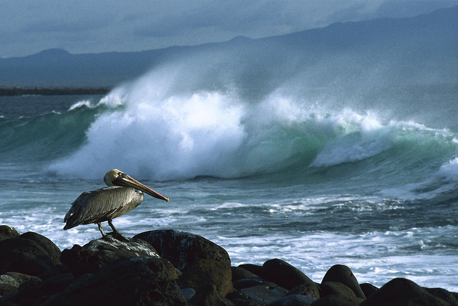 Brown Pelican And Waves Galapagos Photograph by Konrad Wothe
