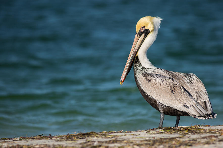 Pelican Photograph - Brown Pelican by Andrew Baita