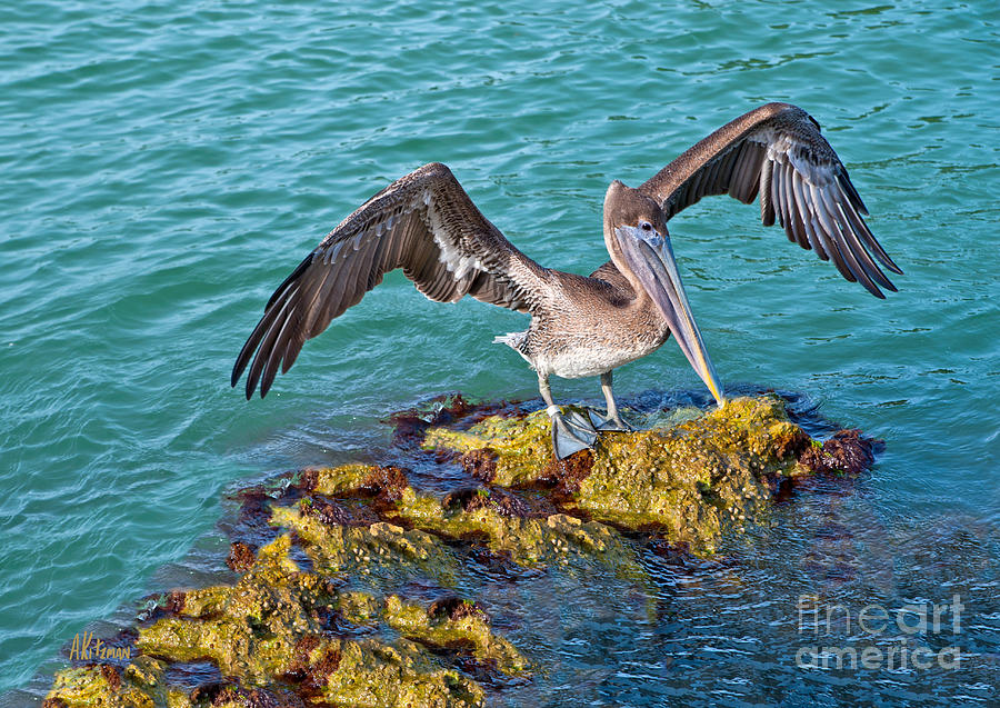 Brown Pelican Photograph By Anne Kitzman Fine Art America