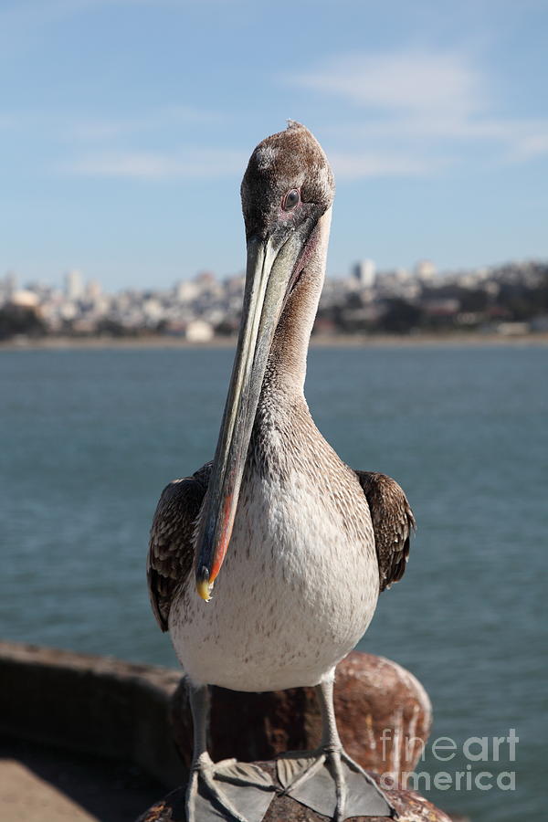 Brown Pelican At The Torpedo Wharf Fising Pier Overlooking The City of San Francisco 5D21685 Photograph by Wingsdomain Art and Photography