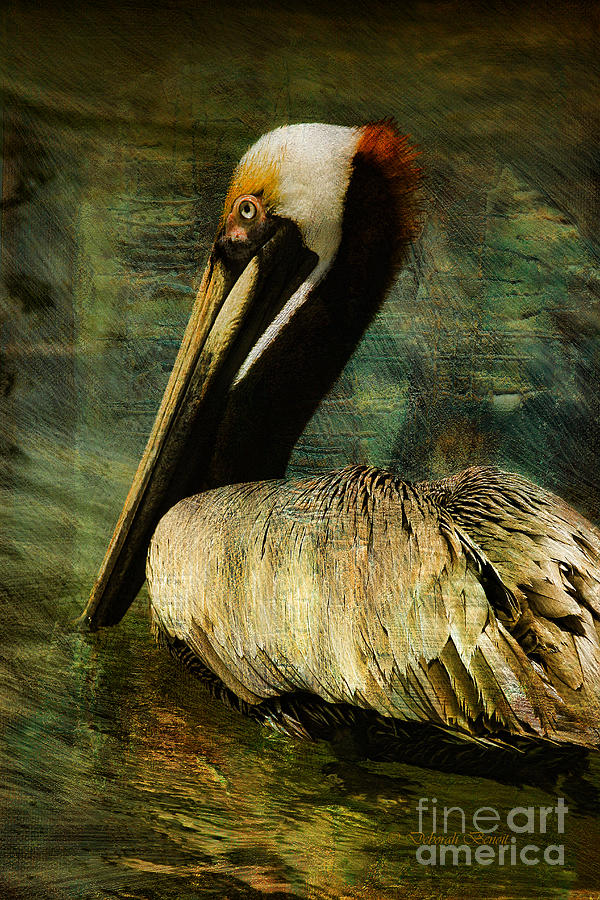 Pelican Photograph - Brown Pelican Beauty by Deborah Benoit