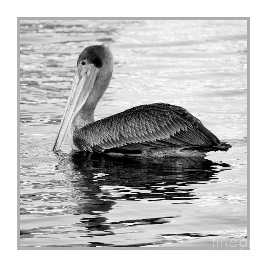 Brown Pelican - Black and White Photograph by Carol Groenen