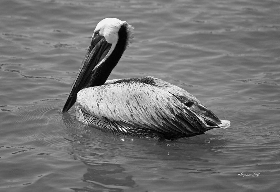 Brown Pelican - Black and White Photograph by Suzanne Gaff - Fine Art ...