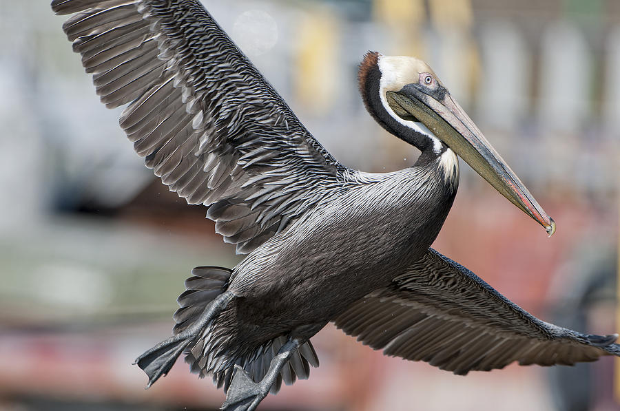 Brown Pelican  Photograph by Bonnie Barry