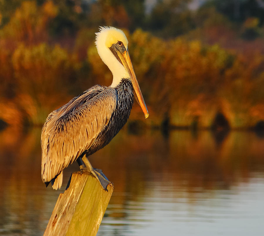 Brown Pelican Photograph by Brian Wright
