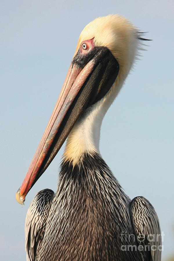Brown Pelican Photograph by Carol Groenen