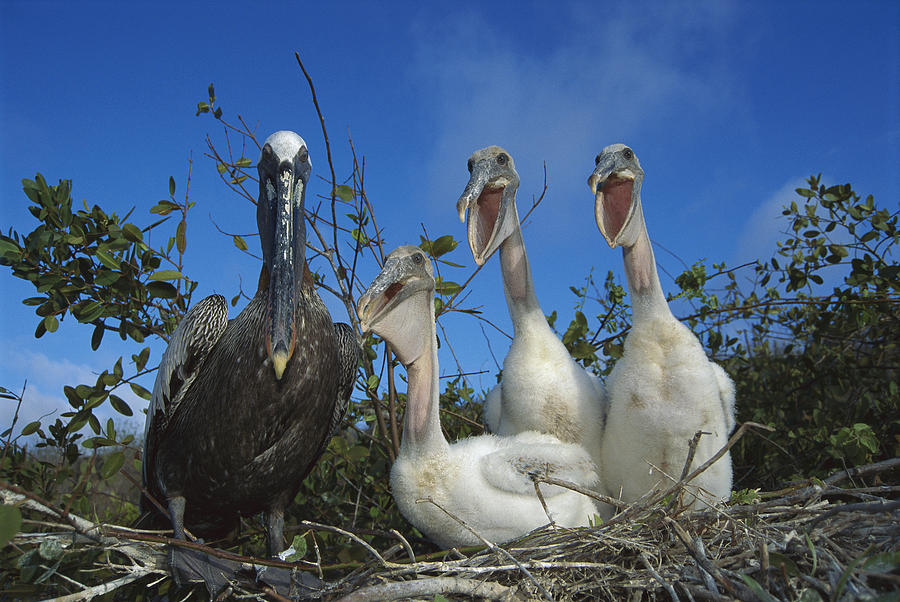 Brown Pelican Chicks Begging Galapagos Photograph by Tui De Roy