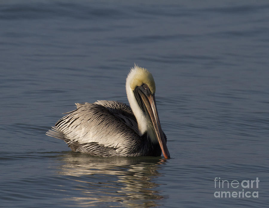 Brown Pelican Photograph by Chris Scroggins