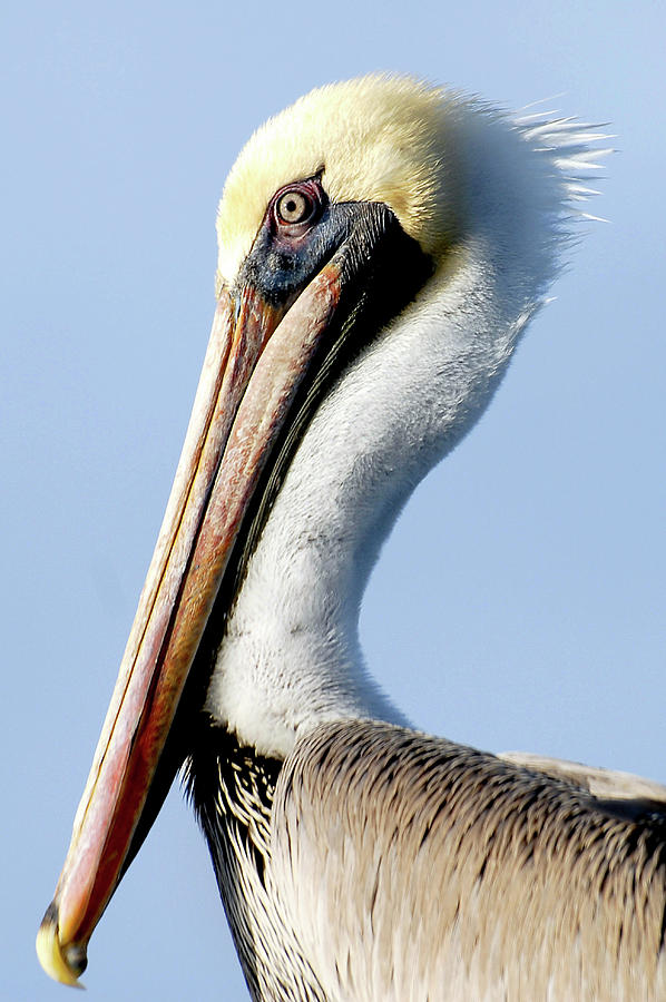 Wildlife Photograph - Brown Pelican by Clay Coleman/science Photo Library