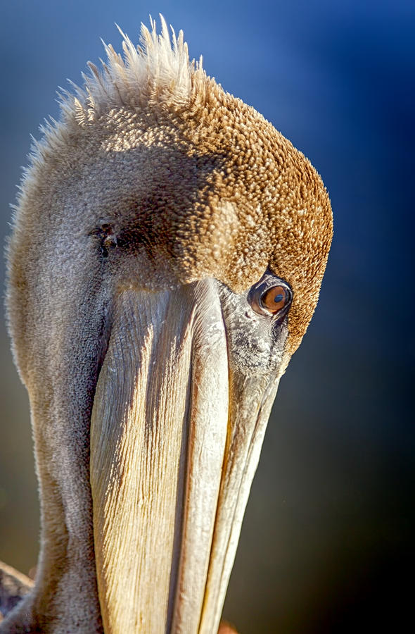 Brown Pelican Photograph by David Millenheft