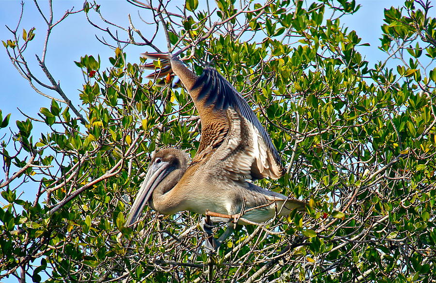 Brown Pelican Photograph by Denise Mazzocco