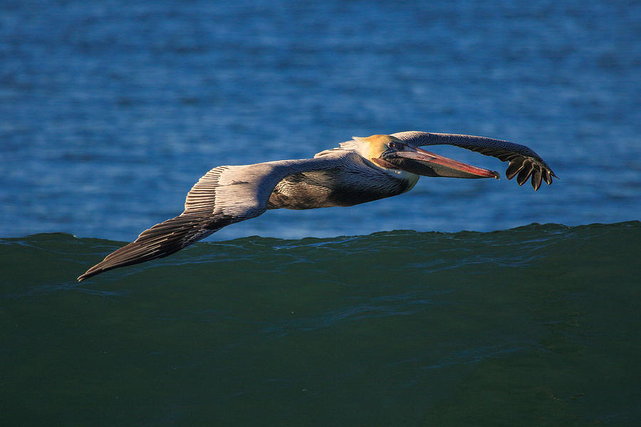 Brown Pelican  Photograph by Duncan Selby