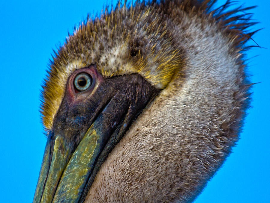 Up Movie Photograph - Brown Pelican by Betsy Knapp