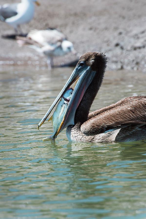 Pelican Photograph - Brown Pelican Eating A Fish by Christopher Swann/science Photo Library