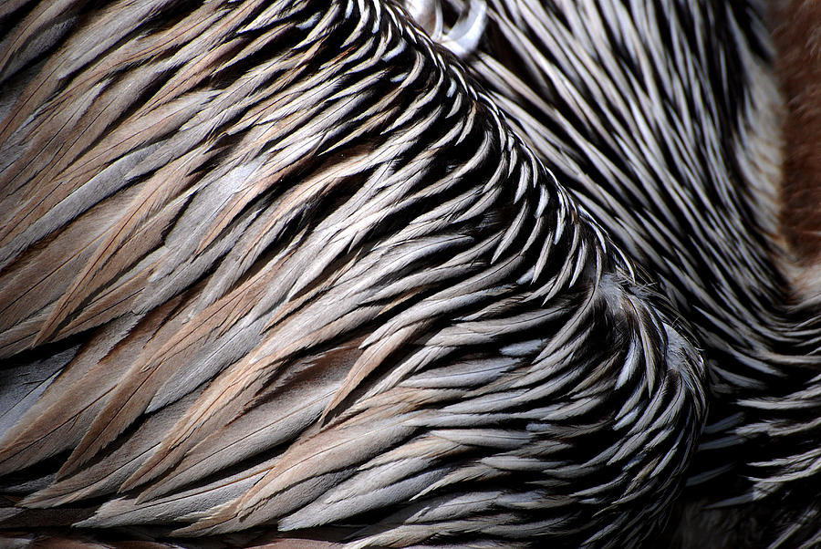 Brown Pelican Feathers Photograph by Lorenzo Cassina