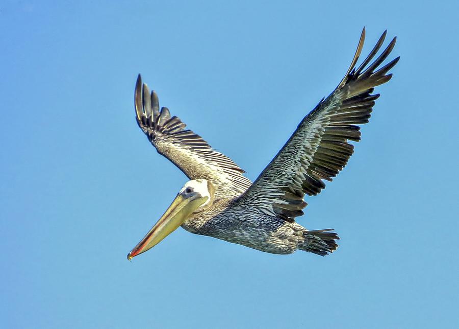 Pelican Photograph - Brown Pelican Flight by Kristal Talbot