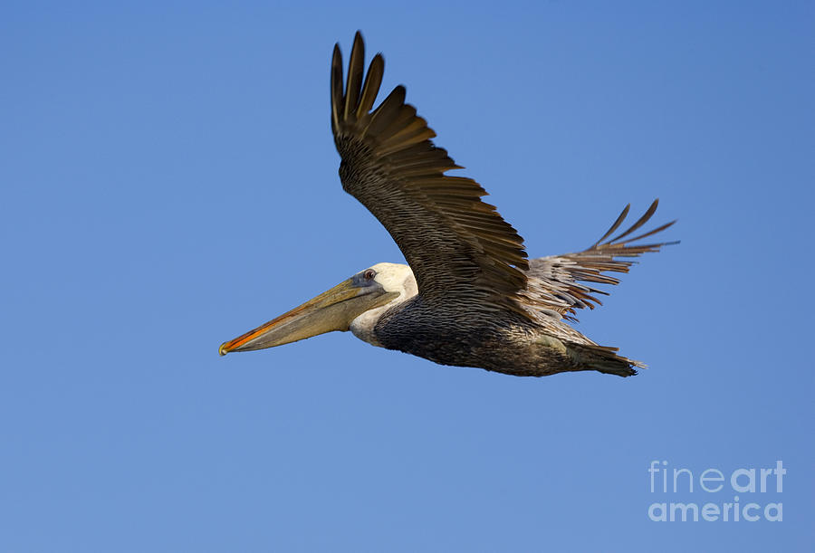 Pelican Photograph - Brown Pelican Flight by Michael Dawson