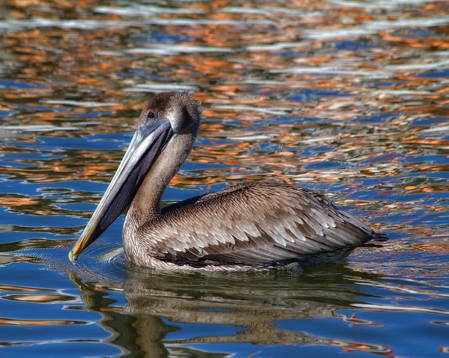 Pelican Photograph - Brown Pelican - Florida by Kim Hojnacki
