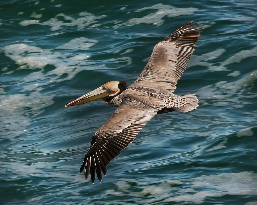 Brown Pelican Flying 1 Photograph by Lee Kirchhevel