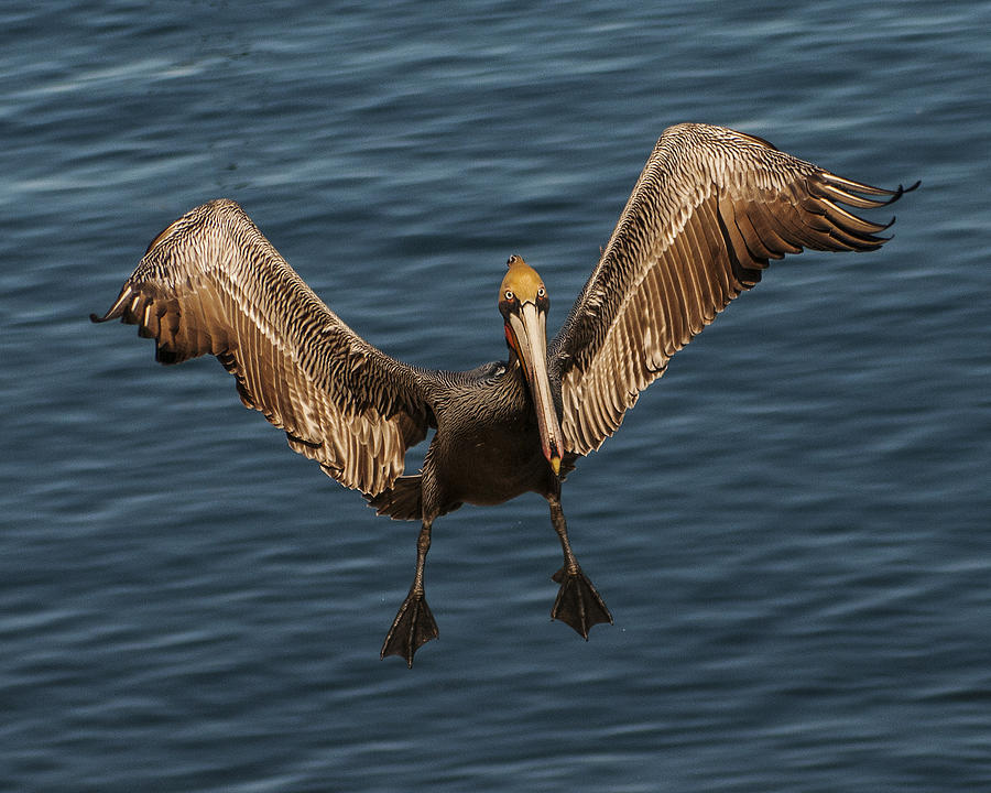 Brown Pelican Flying 2 Photograph by Lee Kirchhevel