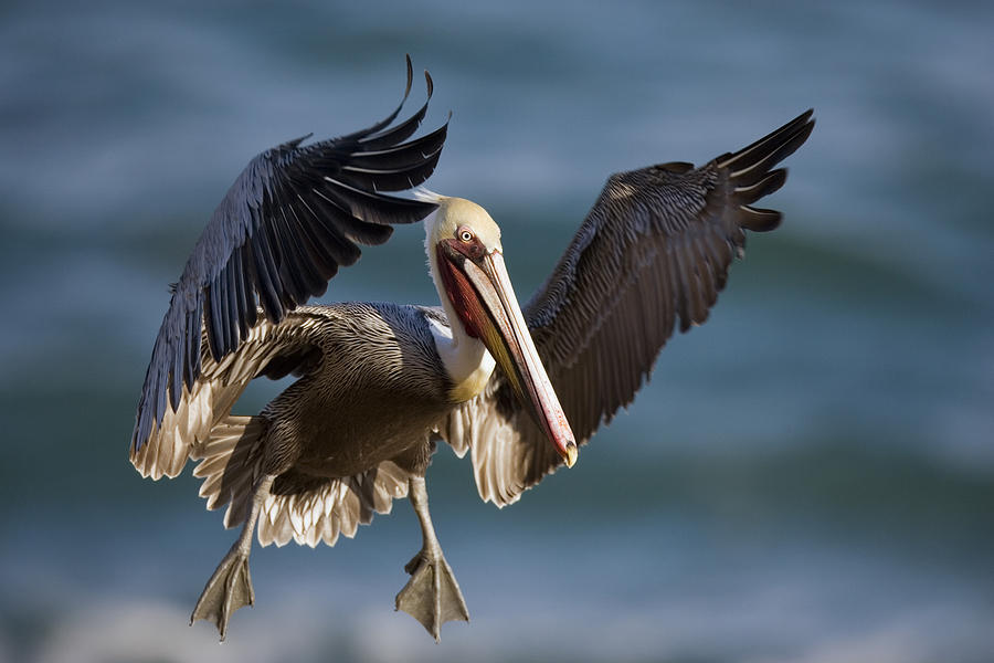 Brown Pelican Flying California Photograph by Tom Vezo