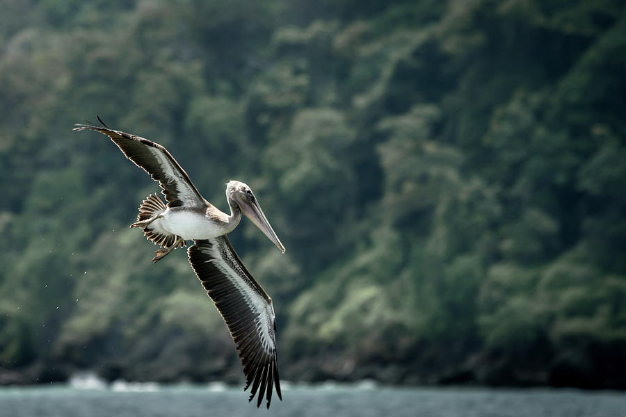Brown Pelican Flying Photograph by Cedric Favero